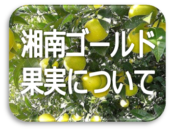 湘南ゴールド果実について