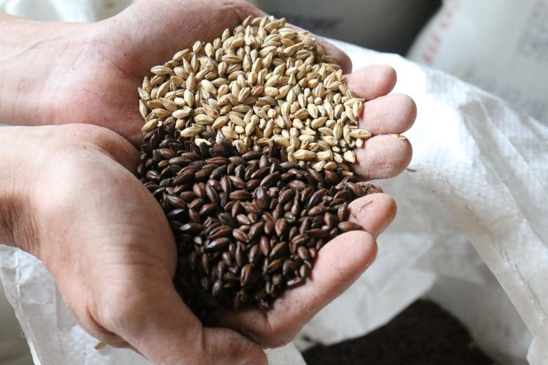 奥がベース麦芽、手前がチョコレート麦芽