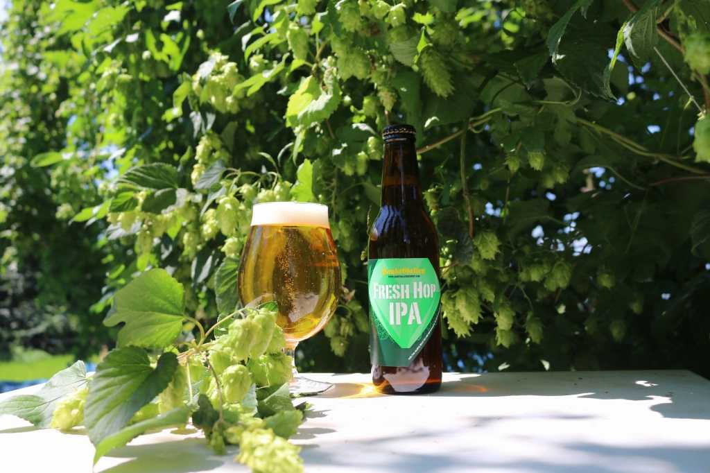 とれたてホップ仕込みビール「フレッシュホップIPA」を2025年8月28日発売
