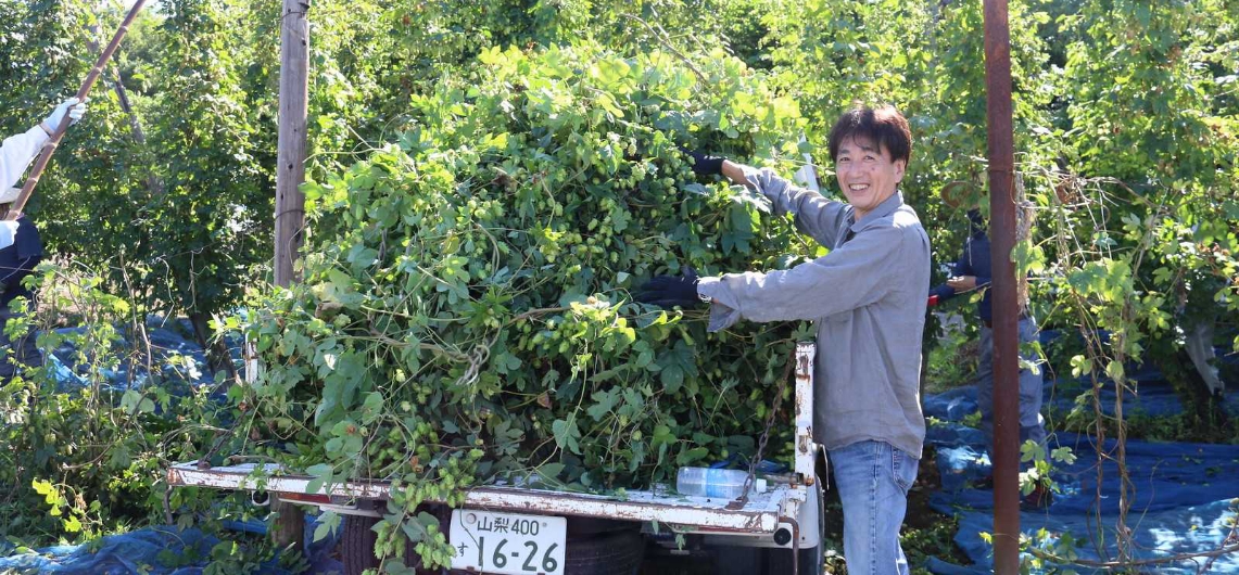 このツルは摘果機にかけられ、枝葉を取り除き、毬花だけ集めます