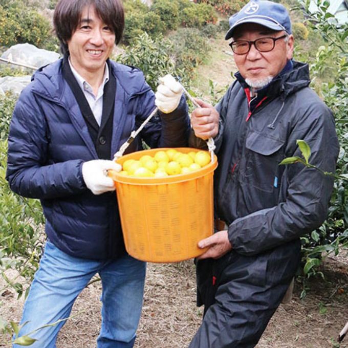 湘南ゴールド収穫