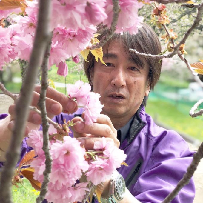 手摘みの桜の花