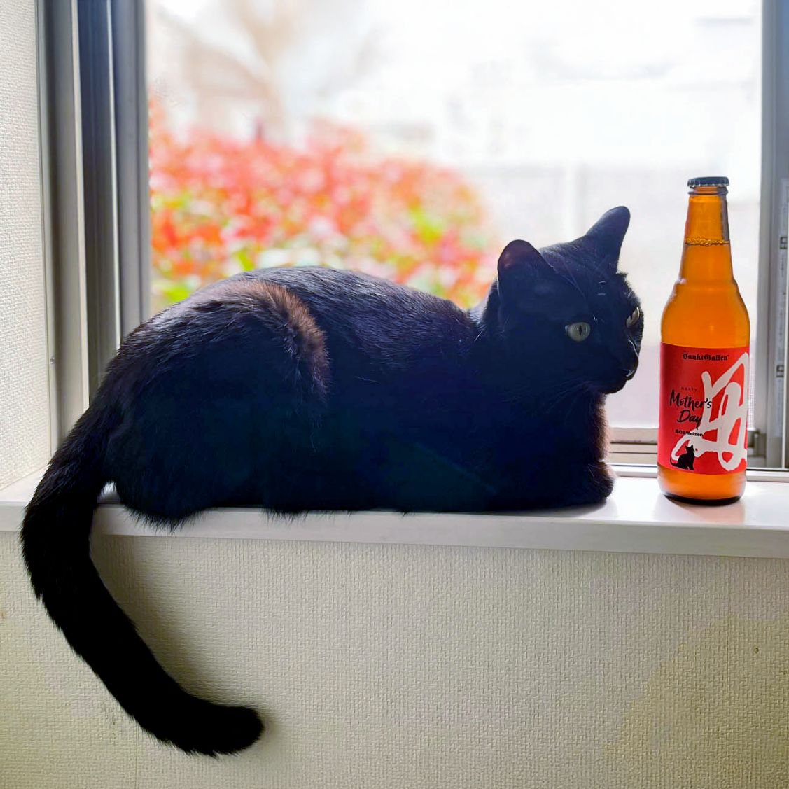 母の日ヴァイツェンと黒猫