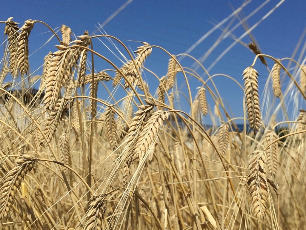 横浜市立大学栽培の麦使用ビール「KORNMUTTER」 | お知らせ | 元祖