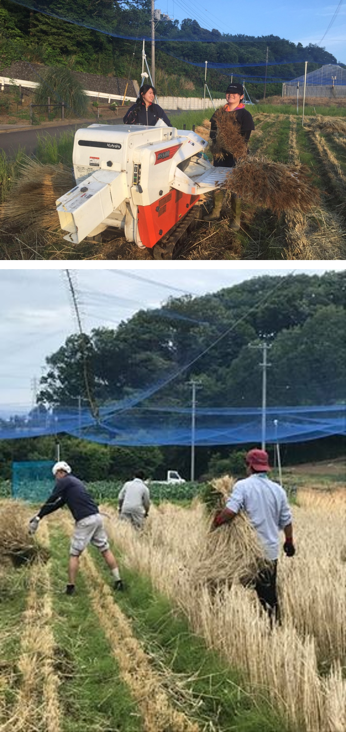 横浜市立大学栽培の麦使用ビール「KORNMUTTER」 | お知らせ | 元祖